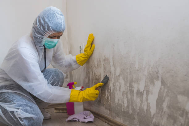 Environmental Consulting for Mold Prevention in Wesley Chapel, FL