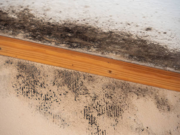 Best Real Estate Mold Inspection  in Wesley Chapel, FL