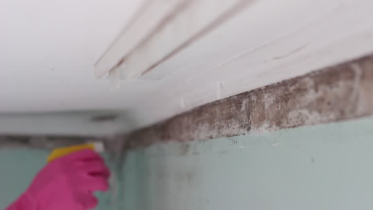 Best Dehumidification Services  in Wesley Chapel, FL